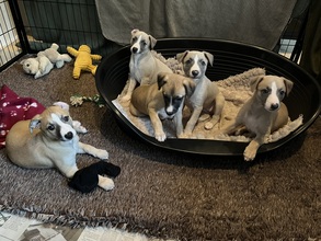5 Whippet til salg på købhund.dk
