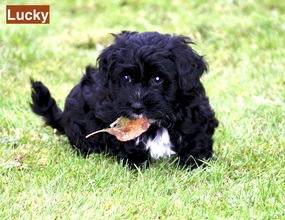 8 Bichon Havanais til salg på købhund.dk