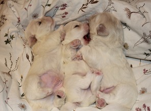 3 Coton de Tulear til salg på købhund.dk