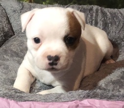 5 Staffordshire Bull Terrier til salg på købhund.dk