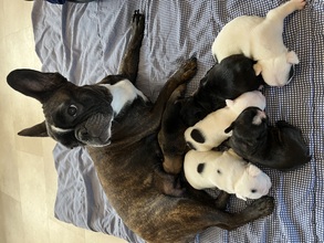 6 Fransk Bulldog til salg på købhund.dk