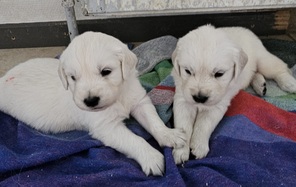 7 Golden Retriever til salg på købhund.dk