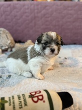 3 Coton de Tulear til salg på købhund.dk