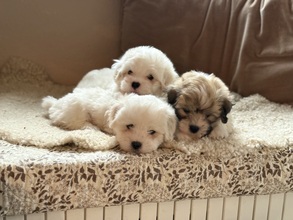 3 Coton de Tulear til salg på købhund.dk