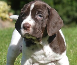 8 Gammel Dansk Hønsehund til salg på købhund.dk