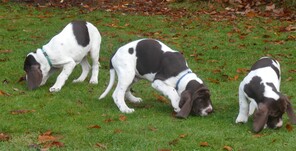 8 Gammel Dansk Hønsehund til salg på købhund.dk
