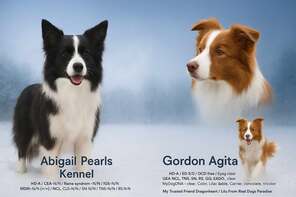 8 Border Collie til salg på købhund.dk