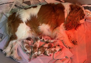 5 Cavalier King Charles Spaniel til salg på købhund.dk