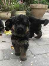 6 Schæferhund, stockhåret til salg på købhund.dk