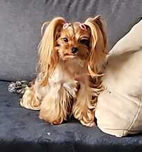 4 Yorkshire Terrier til salg på købhund.dk
