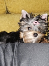 4 Yorkshire Terrier til salg på købhund.dk