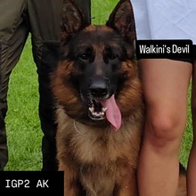 7 Schæferhund, stockhåret til salg på købhund.dk