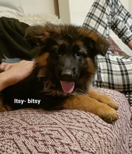 7 Schæferhund, stockhåret til salg på købhund.dk