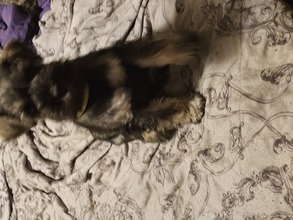 6 Dværgschnauzer, peber/salt til salg på købhund.dk