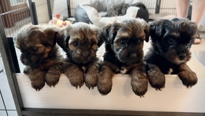 4 Bichon Havanais til salg på købhund.dk