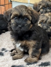 4 Bichon Havanais til salg på købhund.dk