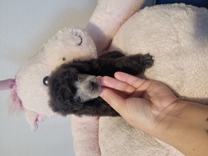4 Pudel, dværg til salg på købhund.dk