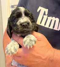 8 Engelsk Cocker Spaniel til salg på købhund.dk