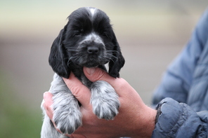 8 Engelsk Cocker Spaniel til salg på købhund.dk