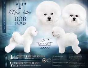 5 Bichon Frisé til salg på købhund.dk