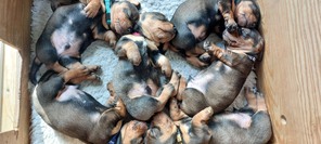 7 Ruhåret Gravhund til salg på købhund.dk