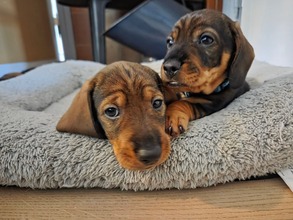 7 Ruhåret Gravhund til salg på købhund.dk