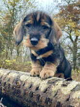 7 Ruhåret Gravhund til salg på købhund.dk