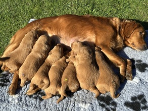 7 Golden Retriever til salg på købhund.dk