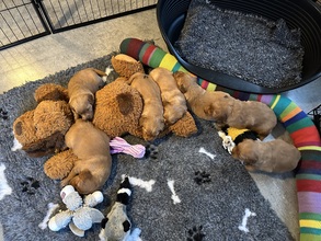 7 Golden Retriever til salg på købhund.dk