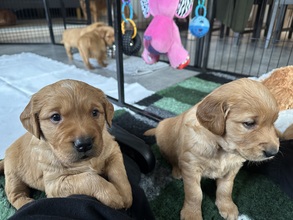 7 Golden Retriever til salg på købhund.dk