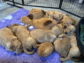 7 Golden Retriever til salg på købhund.dk