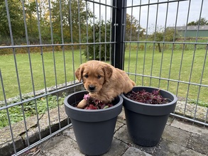 7 Golden Retriever til salg på købhund.dk