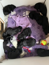 10 Flat Coated Retriever til salg på købhund.dk
