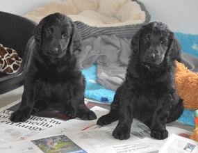 10 Flat Coated Retriever til salg på købhund.dk