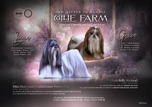 5 Shih Tzu til salg på købhund.dk