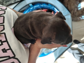6 Staffordshire Bull Terrier til salg på købhund.dk