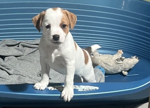 5 Dansk/Svensk Gårdhund til salg på købhund.dk