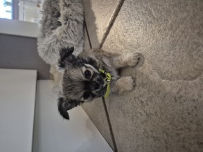 2 Chihuahua, langhåret til salg på købhund.dk