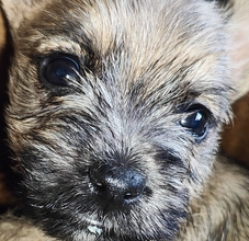 8 Cairn Terrier til salg på købhund.dk