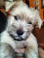 7 Cairn Terrier til salg på købhund.dk