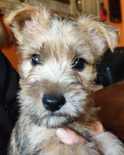 8 Cairn Terrier til salg på købhund.dk