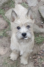 7 Cairn Terrier til salg på købhund.dk