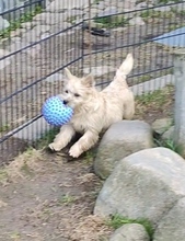 7 Cairn Terrier til salg på købhund.dk