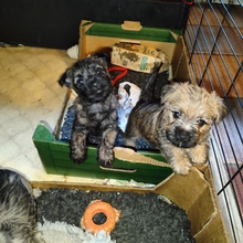 8 Cairn Terrier til salg på købhund.dk