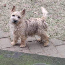 8 Cairn Terrier til salg på købhund.dk