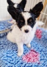 2 Papillon til salg på købhund.dk