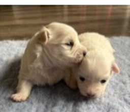 2 Coton de Tulear til salg på købhund.dk