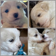3 Coton de Tulear til salg på købhund.dk