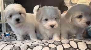 3 Coton de Tulear til salg på købhund.dk