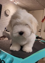 3 Coton de Tulear til salg på købhund.dk